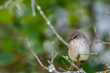 African dusky flycatcher (Muscicapa adusta) perchased on a tree branch. Cape Town, Western Cape. South Africa