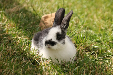  mallBlack and white rabbit sits in the green grass in summer in sunny weather looks in profile horizontal photo