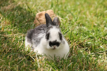 A small Black and white rabbit sitting in the green grass in summer looking at the camera horizontal photo