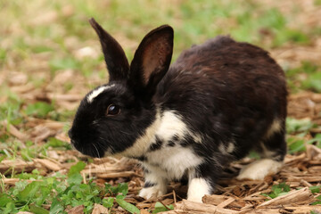 Adult black and white rabbit sits in green grass and sawdust in summer looks in profile horizontal photo