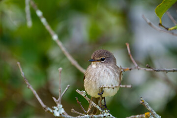 African dusky flycatcher (Muscicapa adusta) perchased on a tree branch. Cape Town, Western Cape. South Africa