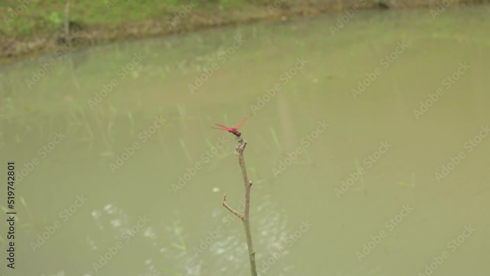 Poster red dragonfly landing on leafless branch near large puddle. static