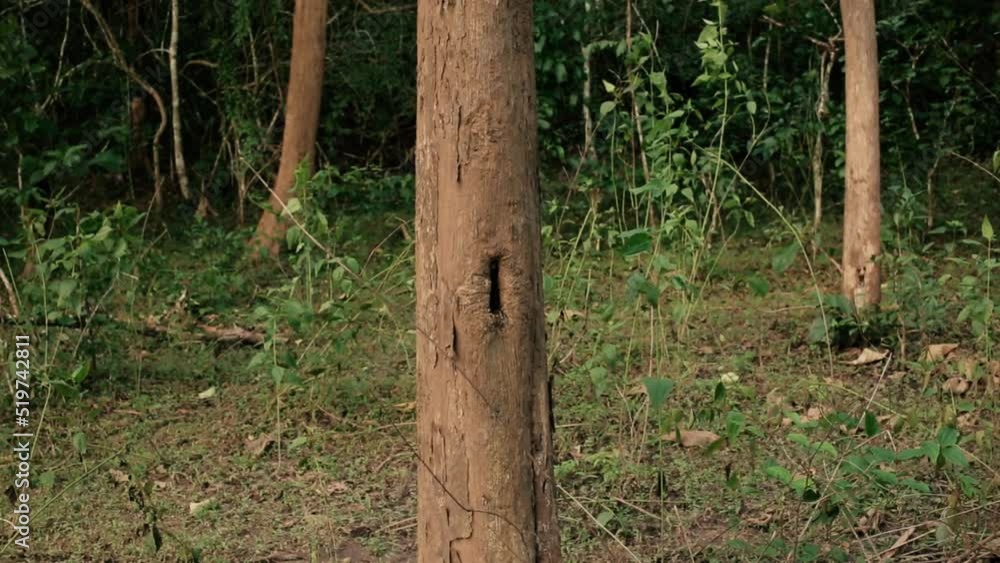 Poster close up static shot of tree trunk with hole in nature