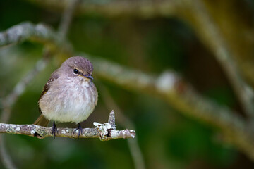 African dusky flycatcher (Muscicapa adusta) perchased on a tree branch. Cape Town, Western Cape. South Africa