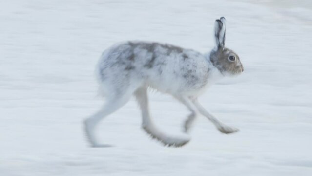 A white mountain hare in winter coat runs on the ice in northern Sweden. Lepus timidus.