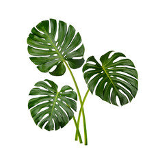 Monstera leaves isolated on white background