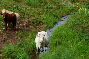 beautiful white cow in ditch in water with ingrown horn in eye on sunny summer day with green grass on sides