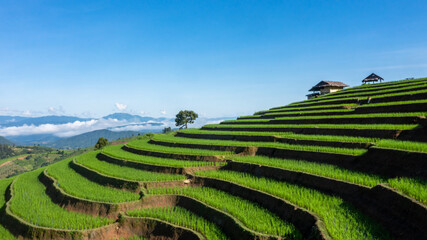 Rice fields on terraced of Ban Pa Bong Paing, Chiang Mai, Thailand, Beautiful scenery of the terraced rice fields at Bong Pieng Forest in northern Thailand.