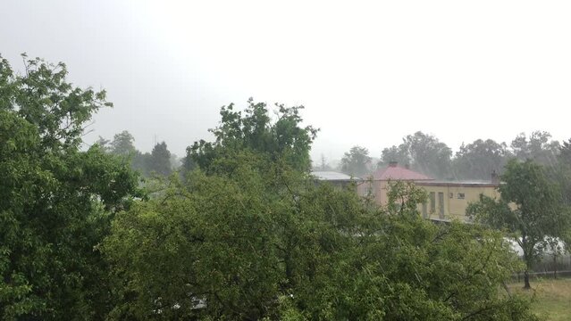 Strong storm with heavy rain falling on fruit trees