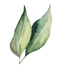 Green watercolor leaf illustration isolated
