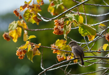 African dusky flycatcher (Muscicapa adusta) perchased on a tree branch. Cape Town, Western Cape. South Africa