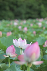 Obraz premium 蓮の花