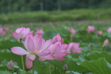 Obraz premium 蓮の花