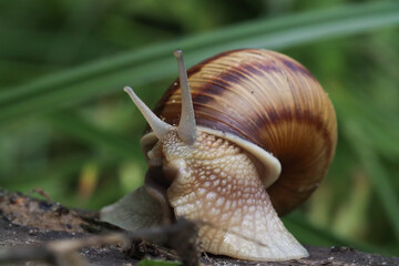 Burgundy snail climbs out or climbs into its shell, on a wooden board, green background, macro photo