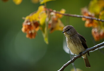 African dusky flycatcher (Muscicapa adusta) perchased on a tree branch. Cape Town, Western Cape. South Africa