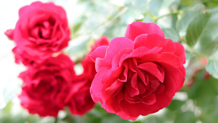 Garden Roses. Lush bush of pink red Rose. Blurred floral background with red flowers roses. Many flowers. Soft focus. Natural Floral summer background. Flower bush. Valentines day. Greeting card.