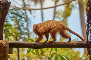 Titi monkeys at branch forest