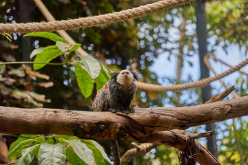 Titi monkeys at branch forest