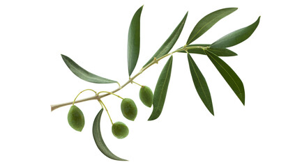 Fresh olive branch leaves and olive fruit isolated on white background - 519746002