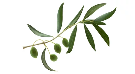 Gordijnen Fresh olive branch leaves and olive fruit isolated on white background © missty