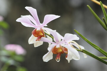 beautiful orchid flower