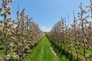 Fototapeta na wymiar Open long alley with parallel rows of young flowering apple bushes, emerald grass and dandelions, Val di Non, Trentino, Italy