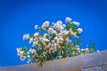laurier rose en fleur sous un superbe ciel bleu