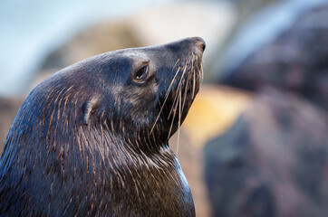 Obraz premium Cape fur seal, South African fur seal, Australian fur seal or brown fur seal (Arctocephalus pusillus). Hout Bay, Cape Town. Western Cape. South Africa.