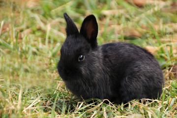 Little black rabbit on green grass in summer looking at camera horizontal photo
