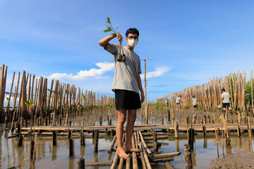 Asian teenage boy Volunteer to reforest mangrove forest rehabilitation holding saplings to plant in the muddy soil. - 519747426