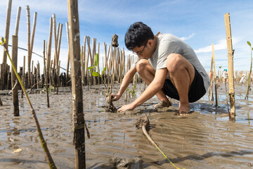 Asian teenage boy volunteer to reforest mangrove forest rehabilitation sitting among cud soil and planting you tree. - obrazy, fototapety, plakaty