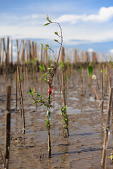 A young mangrove growing in the mud in a tropical mangrove forest reforestation project