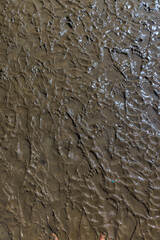 The texture of footprints on rough wet mud soil in the mangrove forest - 519747433