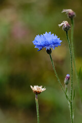 Cornflower