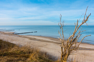 Beautiful sandy coast of baltic sea with breakwaters, minor clouds and deep blue sky with a tree in the foreground