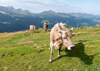 Fototapeta na wymiar Cows on a green field of the swiss mountains