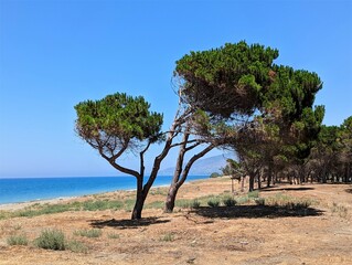 Fototapeta premium tree on the beach