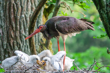 Black stork Ciconia nigra with babies in the nest.