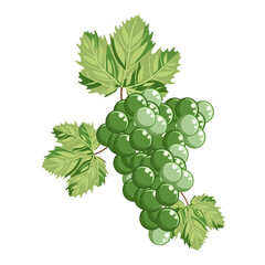 A brush of green,appetizing grapes isolated on a white background.Vector illustration of the fruit can be used in the designs of winemaking, supermarkets.textiles.