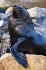  Cape fur seal, South African fur seal, Australian fur seal or brown fur seal (Arctocephalus...