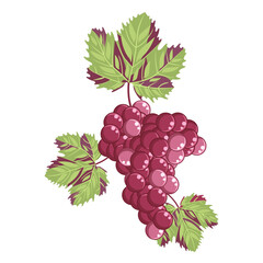 A brush of red,appetizing grapes isolated on a white background.The vector illustration of the fruit can be used in the designs of winemaking,supermarkets,textiles, juice packages,wine..