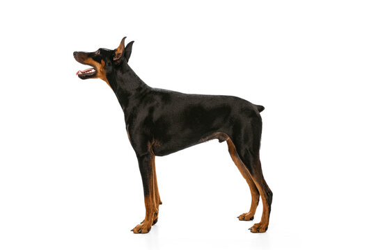 Studio shot of adorable black-brown Doberman isolated on white background. Concept of beauty, art, animal, vet and ad