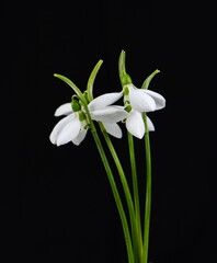 Bouquet of snowdrops, isolated on black