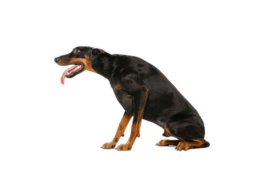 Studio shot of purebred dog, black-brown Doberman isolated on white background. Concept of beauty, art, animal, vet and ad