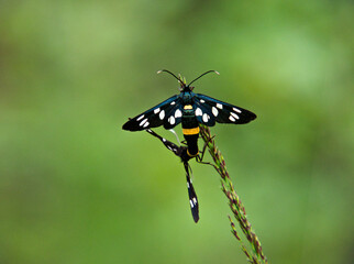 Oblaczek granatek (Amata phegea)