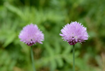 Chives or Allium Schoenoprasum in bloom with purple violet flowers and green stems. Chives is an edible herb for use in the kitchen. 