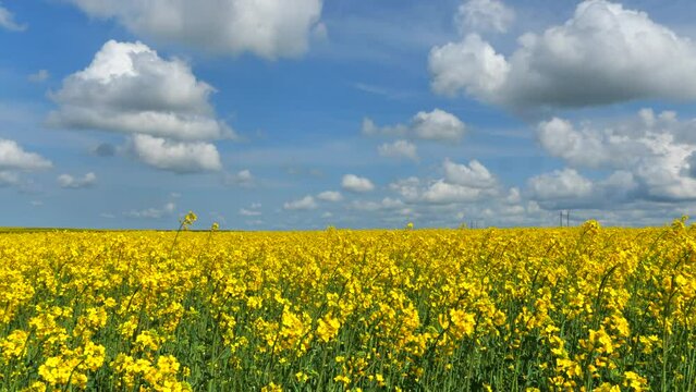 field of yellow flowers, buckwheat blossoms in Ukraine area