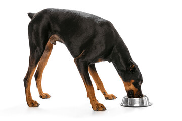 Doberman eating from bowl. Profile view of big muscular dog isolated on white background. Concept...