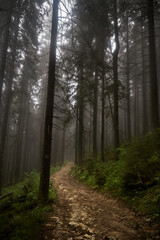 Fototapeta na wymiar Trail in old foggy forest. Rainy day. Summer in Carpathian Mountains. Ukraine