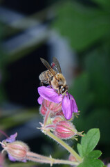 A macro shot of a bee collecting pollen from a Hardy geranium bloom. Rock Cranes-Bill, Hardy Geranium, Wild Geranium 'Czakor' (Geranium macrorrhizum)